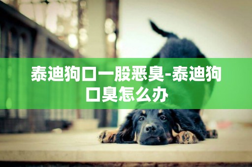 泰迪狗口一股惡臭-泰迪狗口臭怎么辦