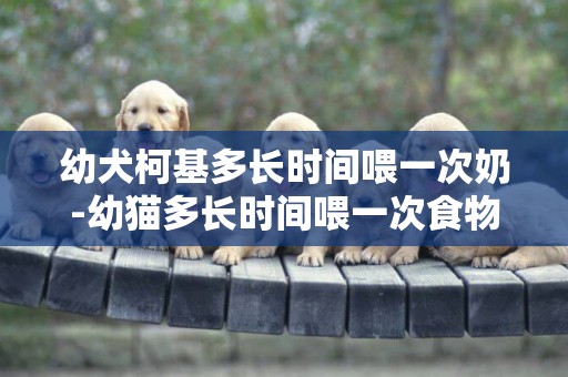 幼犬柯基多長時間喂一次奶-幼貓多長時間喂一次食物
