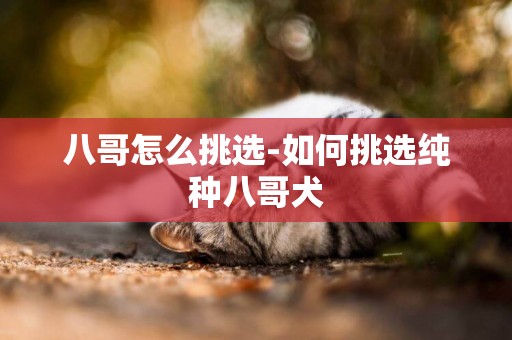 八哥怎么挑選-如何挑選純種八哥犬