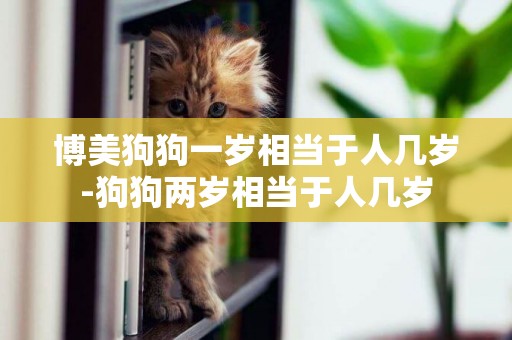 博美狗狗一歲相當于人幾歲-狗狗兩歲相當于人幾歲