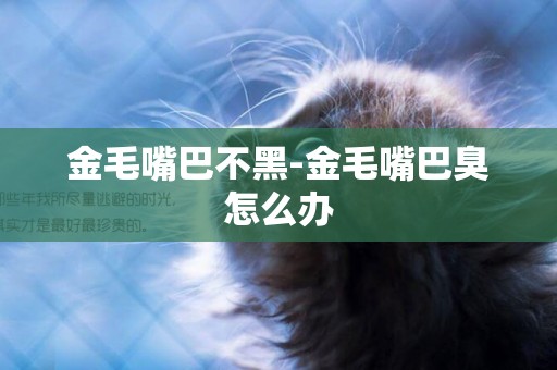 金毛嘴巴不黑-金毛嘴巴臭怎么辦