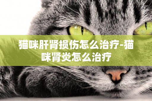 貓咪肝腎損傷怎么治療-貓咪腎炎怎么治療