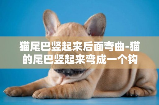貓尾巴豎起來后面彎曲-貓的尾巴豎起來彎成一個鉤