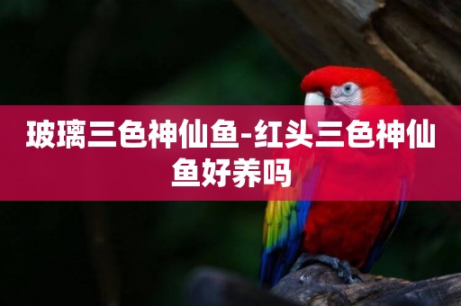 玻璃三色神仙魚-紅頭三色神仙魚好養嗎