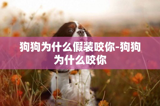 狗狗為什么假裝咬你-狗狗為什么咬你
