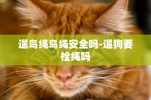 遛鳥繩鳥繩安全嗎-遛狗要栓繩嗎