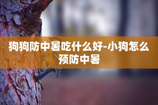 狗狗防中暑吃什么好-小狗怎么預防中暑