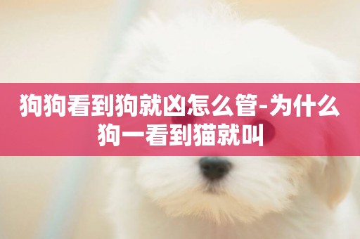 狗狗看到狗就兇怎么管-為什么狗一看到貓就叫