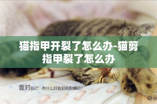 貓指甲開裂了怎么辦-貓剪指甲裂了怎么辦