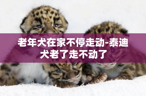 老年犬在家不停走動-泰迪犬老了走不動了