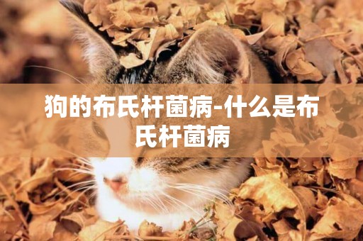 狗的布氏桿菌病-什么是布氏桿菌病
