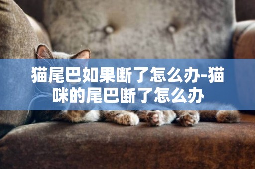 貓尾巴如果斷了怎么辦-貓咪的尾巴斷了怎么辦