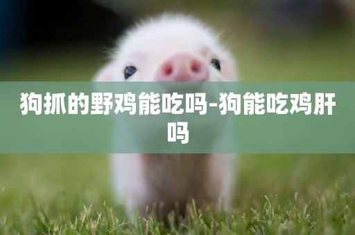 狗抓的野雞能吃嗎-狗能吃雞肝嗎