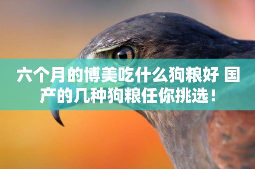 六個月的博美吃什么狗糧好 國產的幾種狗糧任你挑選！