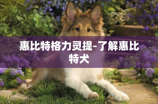 惠比特格力靈提-了解惠比特犬