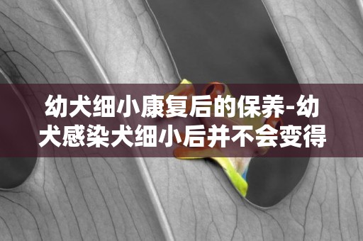 幼犬細小康復后的保養-幼犬感染犬細小后并不會變得“又細又小”