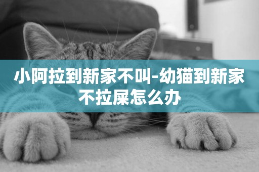 小阿拉到新家不叫-幼貓到新家不拉屎怎么辦