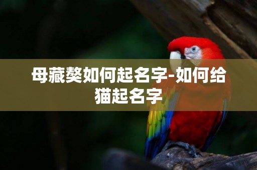 母藏獒如何起名字-如何給貓起名字