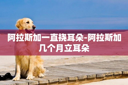 阿拉斯加一直撓耳朵-阿拉斯加幾個月立耳朵