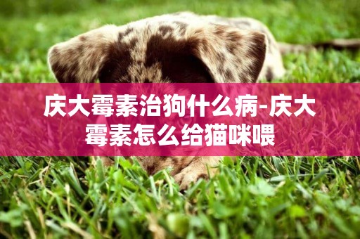 慶大霉素治狗什么病-慶大霉素怎么給貓咪喂