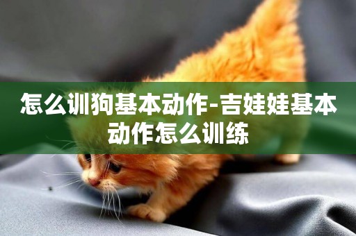 怎么訓狗基本動作-吉娃娃基本動作怎么訓練