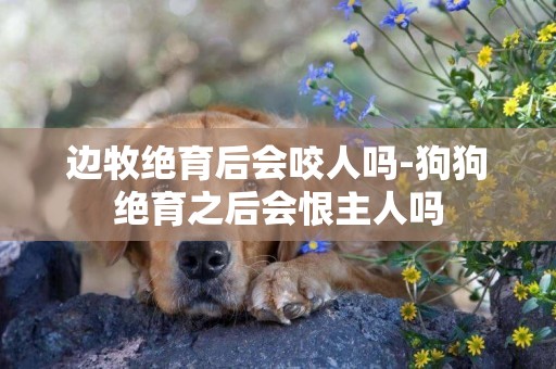 邊牧絕育后會咬人嗎-狗狗絕育之后會恨主人嗎