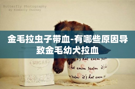 金毛拉蟲子帶血-有哪些原因導致金毛幼犬拉血