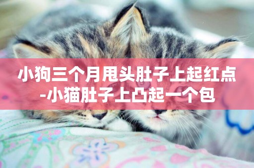 小狗三個月甩頭肚子上起紅點-小貓肚子上凸起一個包