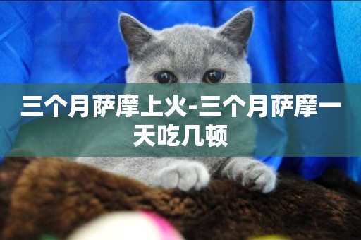 三個月薩摩上火-三個月薩摩一天吃幾頓