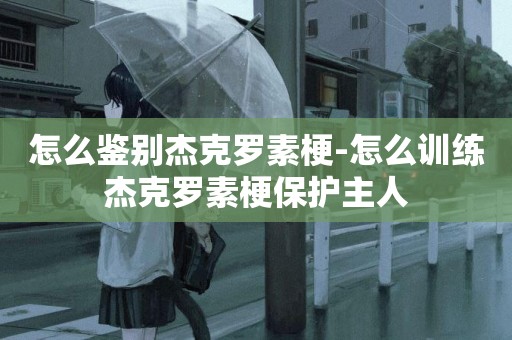怎么鑒別杰克羅素梗-怎么訓練杰克羅素梗保護主人