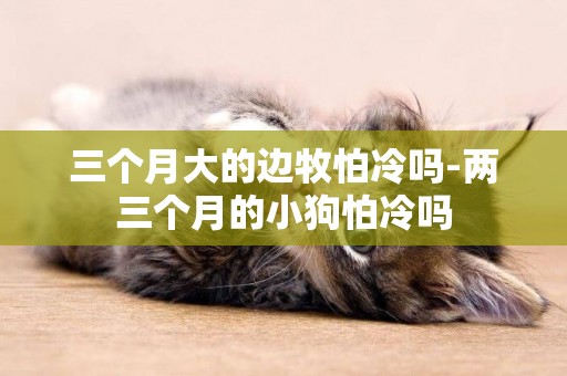 三個月大的邊牧怕冷嗎-兩三個月的小狗怕冷嗎