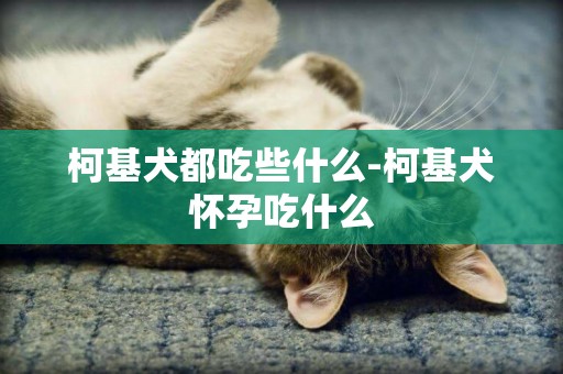 柯基犬都吃些什么-柯基犬懷孕吃什么