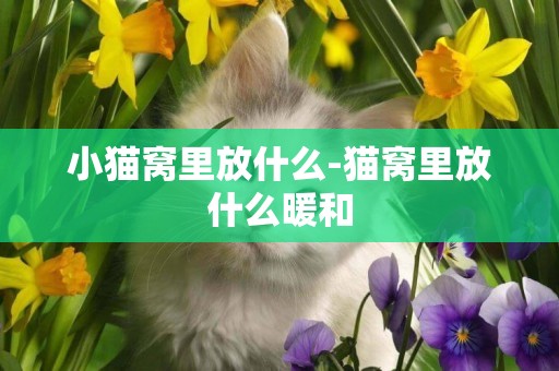 小貓窩里放什么-貓窩里放什么暖和
