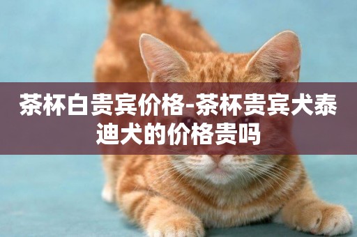 茶杯白貴賓價格-茶杯貴賓犬泰迪犬的價格貴嗎