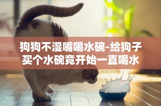 狗狗不濕嘴喝水碗-給狗子買個水碗竟開始一直喝水
