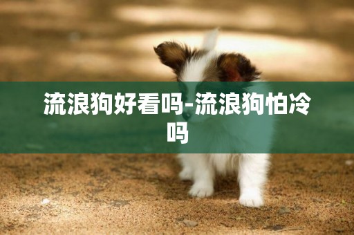 流浪狗好看嗎-流浪狗怕冷嗎