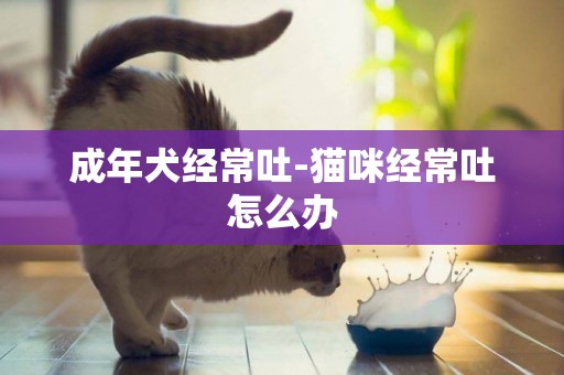 成年犬經常吐-貓咪經常吐怎么辦
