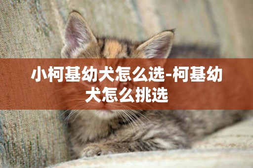 小柯基幼犬怎么選-柯基幼犬怎么挑選