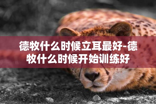 德牧什么時候立耳最好-德牧什么時候開始訓練好
