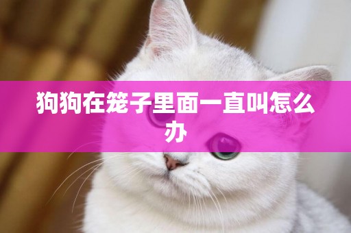 狗狗在籠子里面一直叫怎么辦