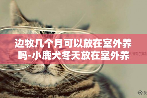 邊牧幾個月可以放在室外養嗎-小鹿犬冬天放在室外養可以嗎