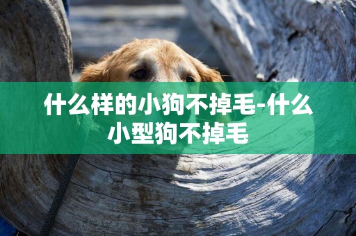 什么樣的小狗不掉毛-什么小型狗不掉毛