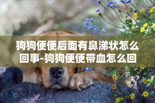 狗狗便便后面有鼻涕狀怎么回事-狗狗便便帶血怎么回事