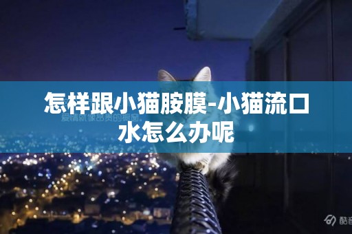 怎樣跟小貓胺膜-小貓流口水怎么辦呢