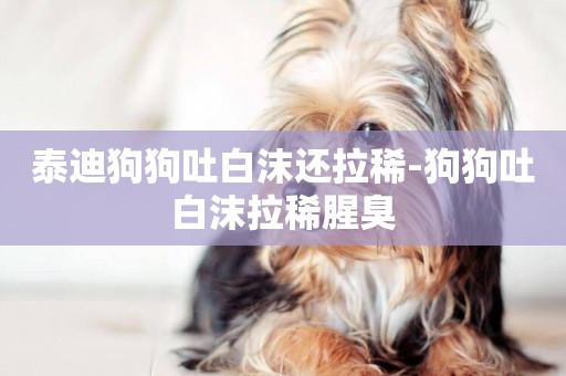 泰迪狗狗吐白沫還拉稀-狗狗吐白沫拉稀腥臭