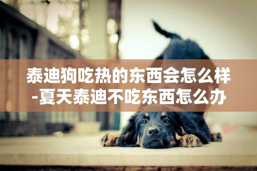 泰迪狗吃熱的東西會怎么樣-夏天泰迪不吃東西怎么辦