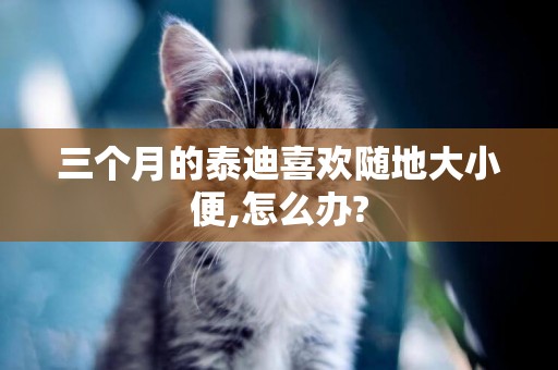 三個月的泰迪喜歡隨地大小便,怎么辦?
