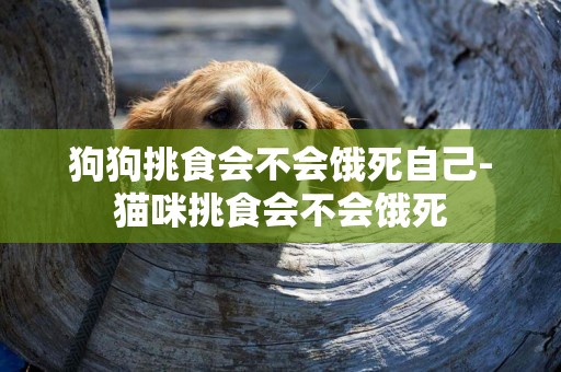 狗狗挑食會不會餓死自己-貓咪挑食會不會餓死