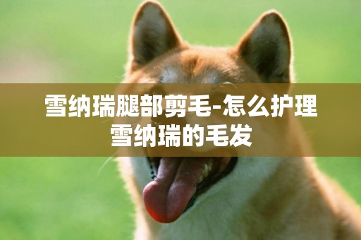 雪納瑞腿部剪毛-怎么護理雪納瑞的毛發