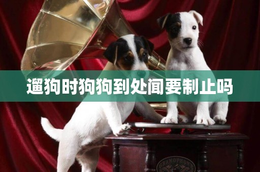 遛狗時狗狗到處聞要制止嗎